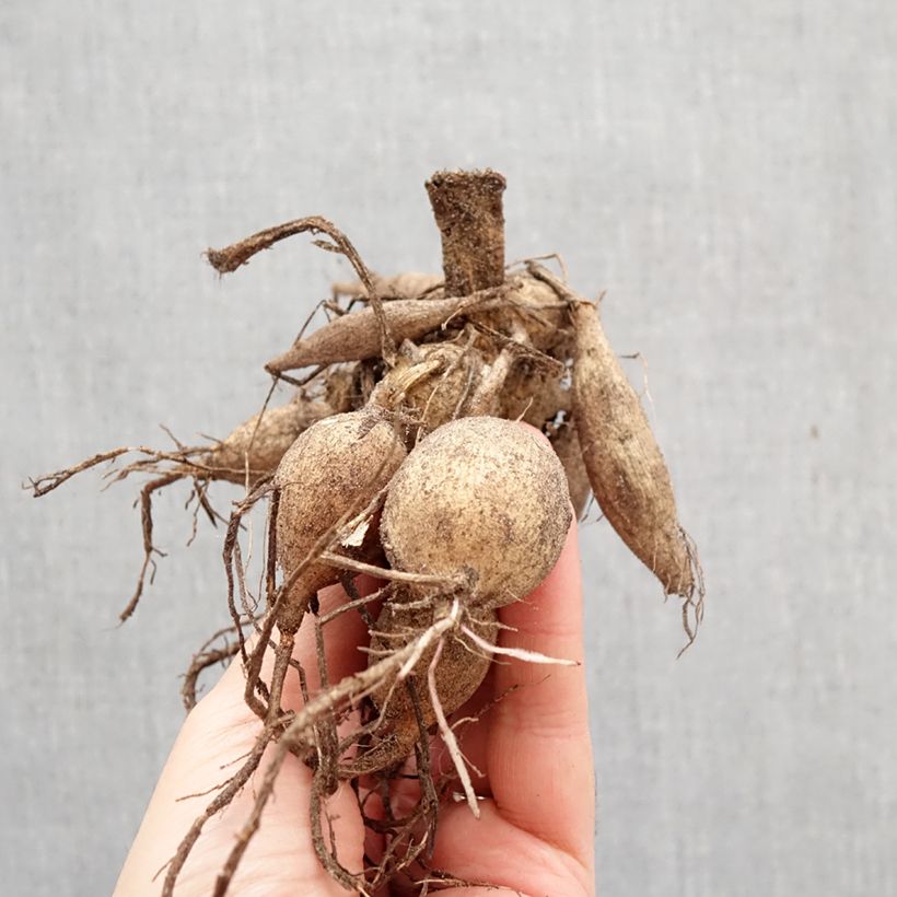 Dalia Happy Single Princess Bulbo calibre I Ejemplar entregado en la primavera