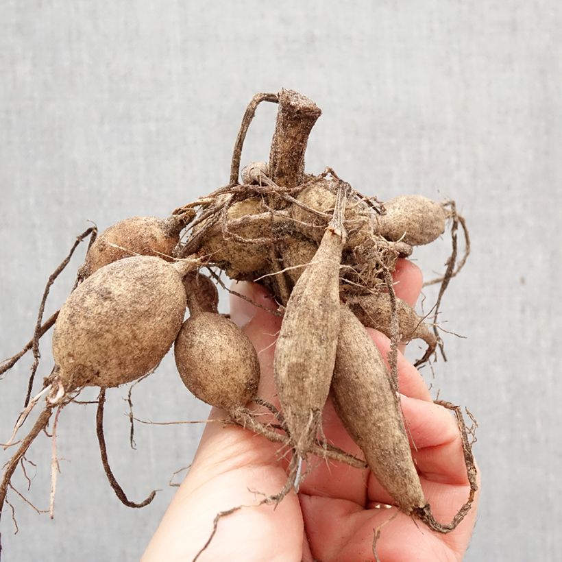 Dalia Happy Single Romeo Bulbo calibre I Ejemplar entregado en la primavera