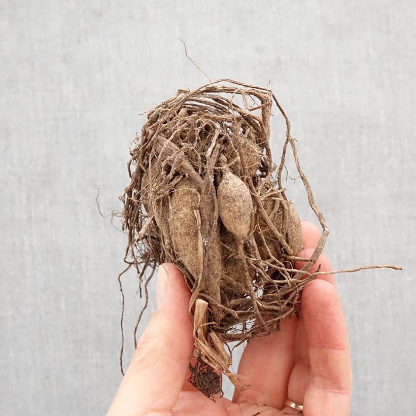 Dalia Happy Single Wink Bulbo calibre I Ejemplar entregado en la primavera