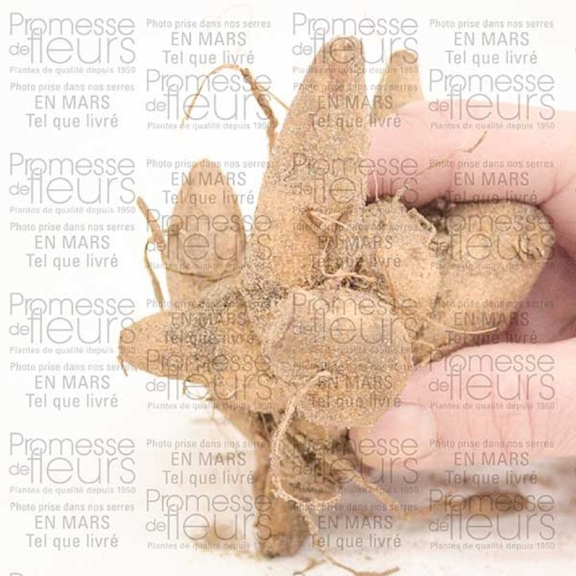 Ejemplo de ejemplar de Dalia Flor de Anémona Honey Bulbo calibre I tal y como se entrega