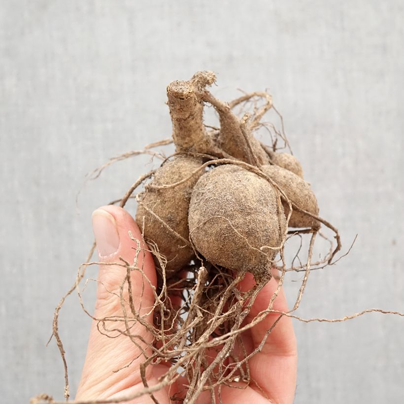 Dalia honka Destiny's Teacher Bulbo calibre I Ejemplar entregado en la primavera