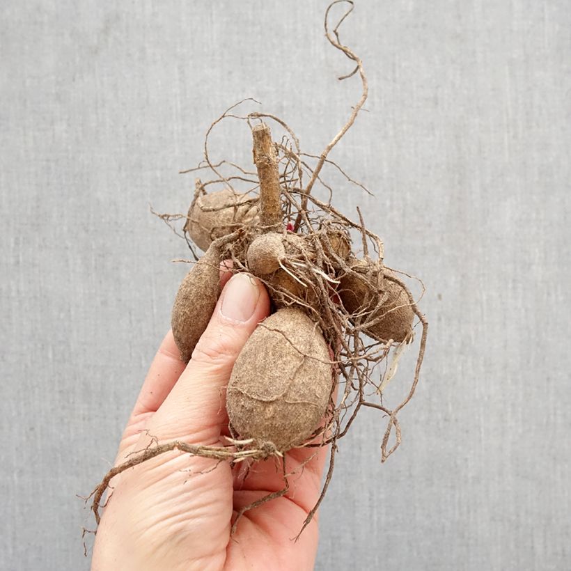 Dalia Honka Fragile Bulbo calibre I Ejemplar entregado en la primavera