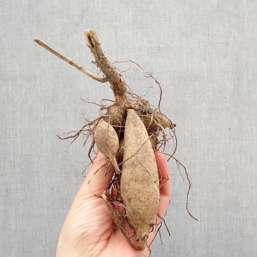 Dalia honka Lorana Dawn Bulbo Ejemplar entregado en la primavera