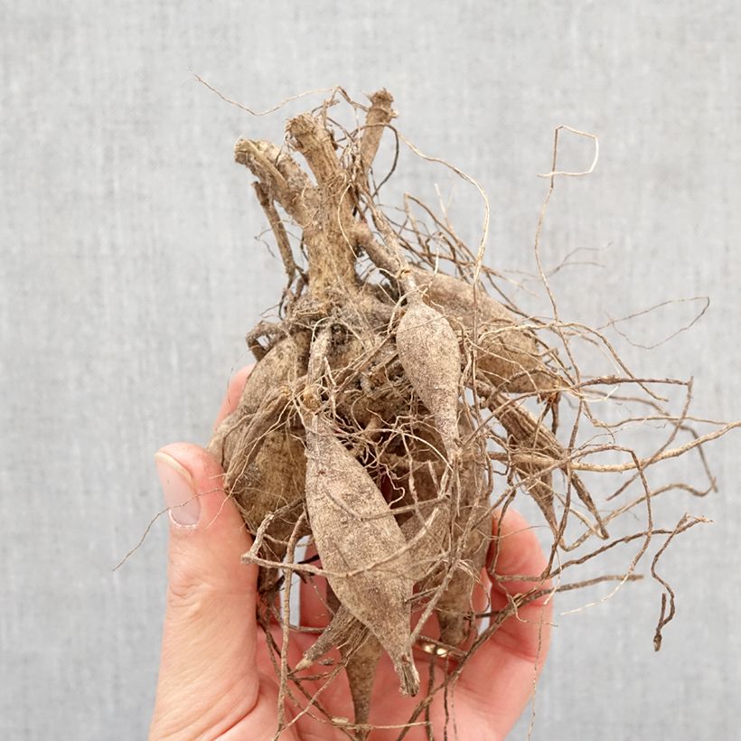 Dalia honka Mon Ange Bulbo Ejemplar entregado en la primavera