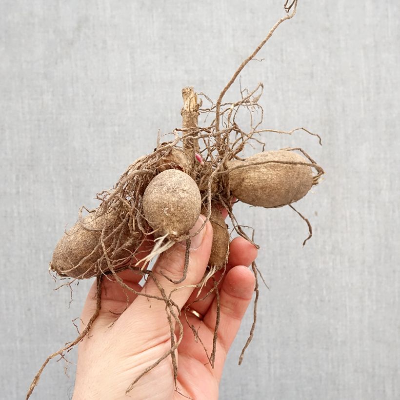 Dalia Honka Red Bulbo calibre I Ejemplar entregado en la primavera