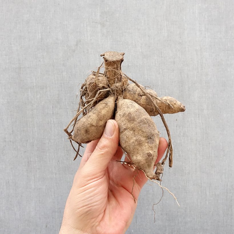 Dalia Honka Surprise Bulbo Ejemplar entregado en la primavera