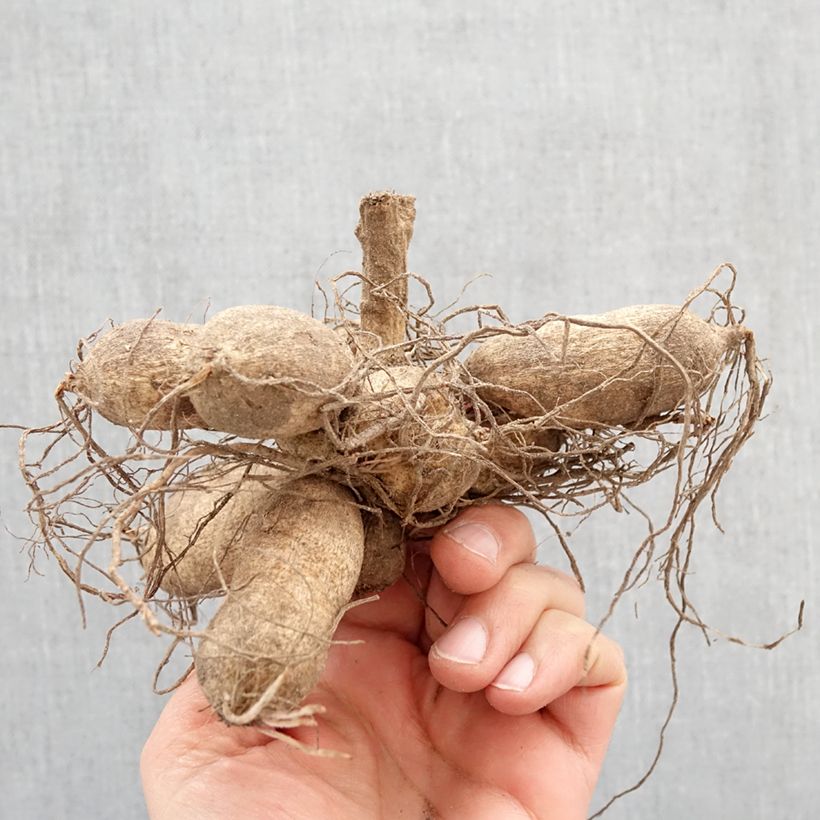 Dalia honka Tahoma Moonshot Bulbo Ejemplar entregado en la primavera