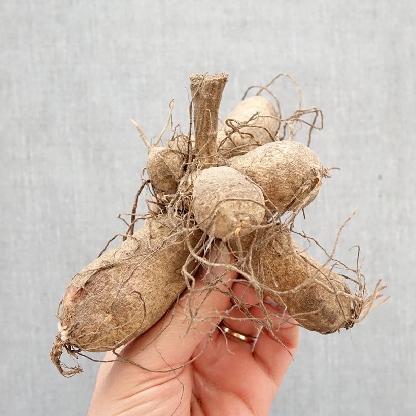 Dalia honka Willie Willie Bulbo Ejemplar entregado en la primavera