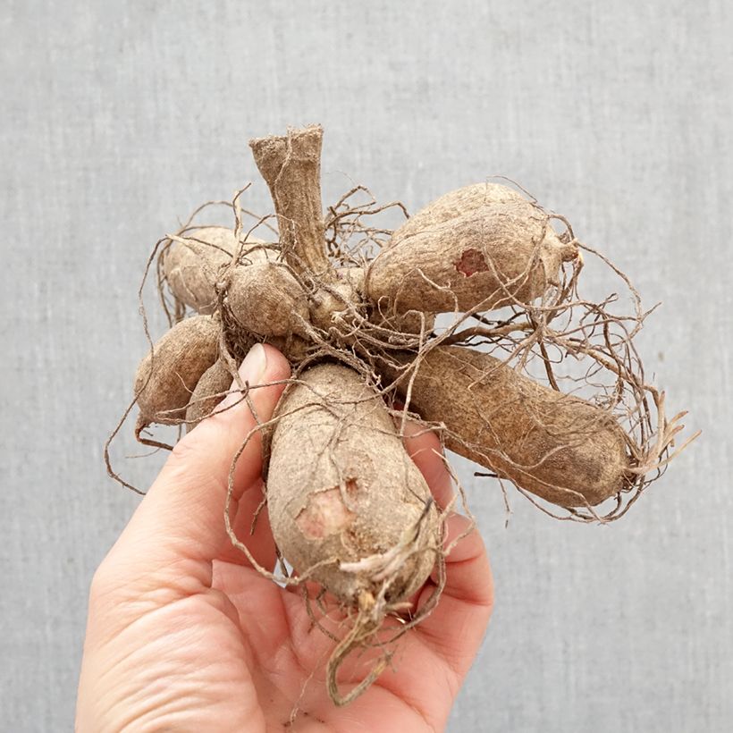 Dalia honka Windmill Bulbo calibre I Ejemplar entregado en la primavera