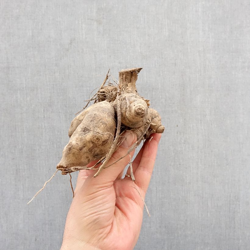 Dalia honka Wit Nordstar Bulbo Ejemplar entregado en la primavera