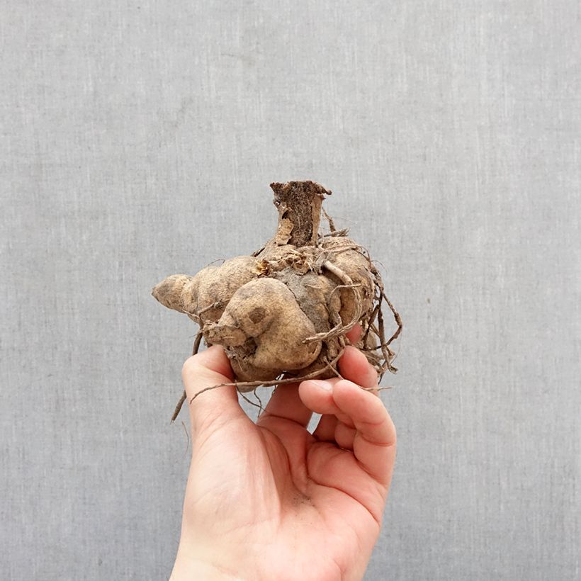 Dalia Honka Yellow Bulbo calibre I Ejemplar entregado en la primavera