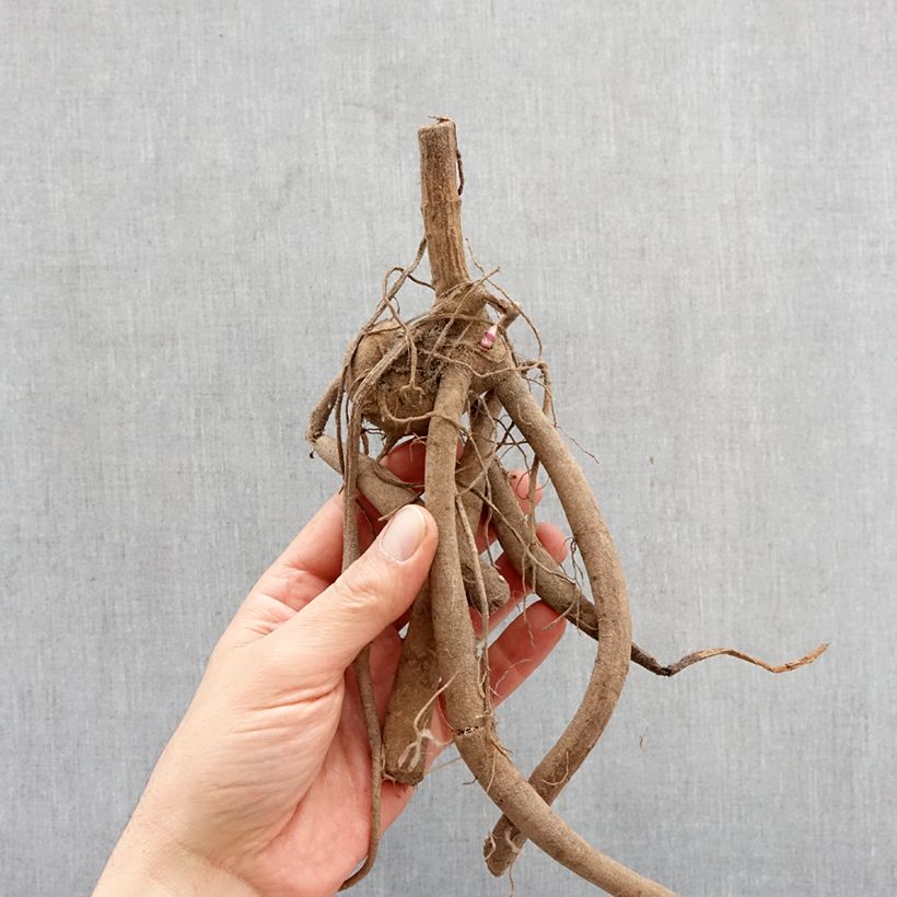 Dahlia imperialis - Dalia catalina Bulbo calibre I Ejemplar entregado en la primavera