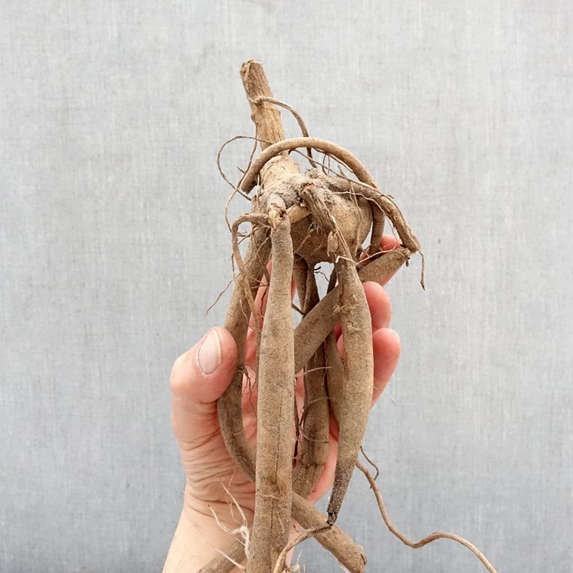 Dahlia imperialis White - Dalia catalina Bulbo calibre I Ejemplar entregado en la primavera