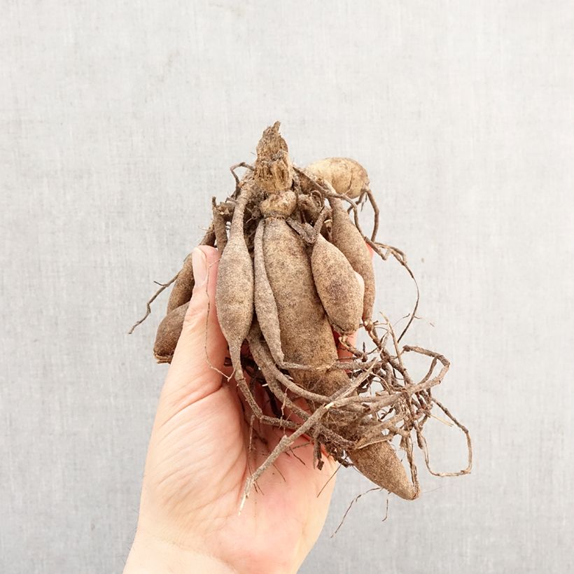 Dalia Magnificat Bulbo Ejemplar entregado en la primavera