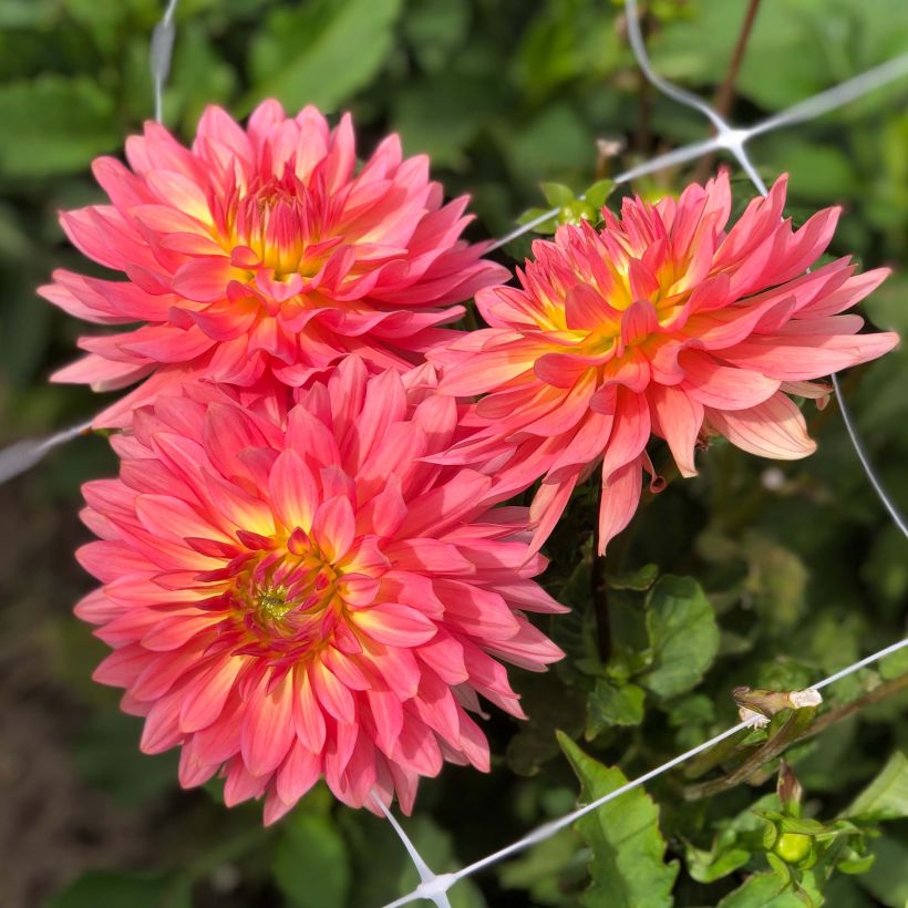 Dalia enana Extase (Floración)