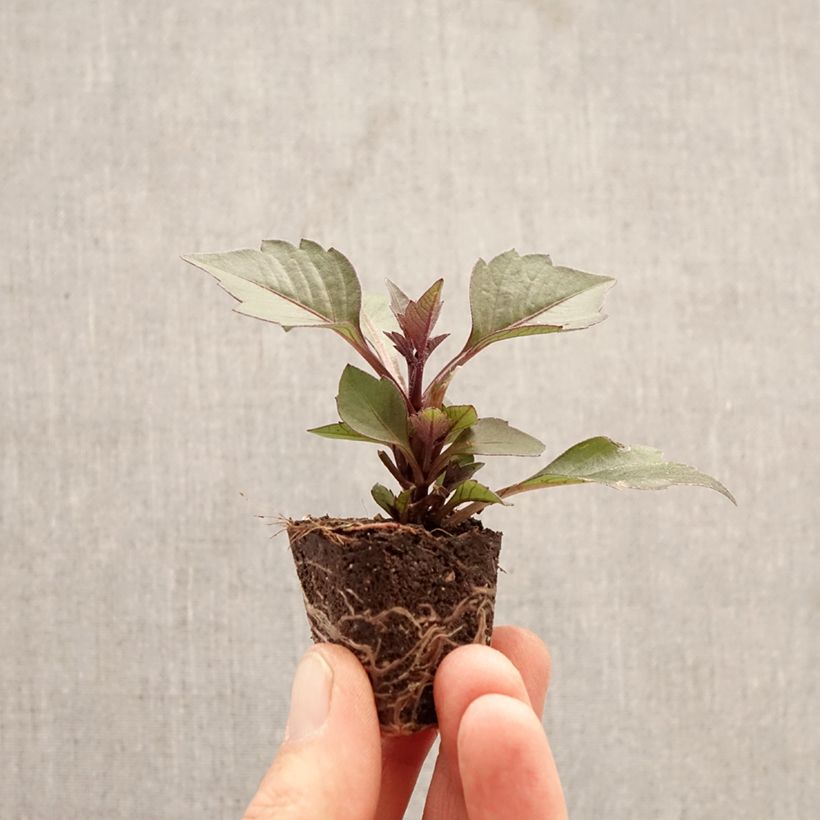 Dalia enana Gardenetta Orange minicepellón: Ø 3/4 cm Ejemplar entregado en la primavera