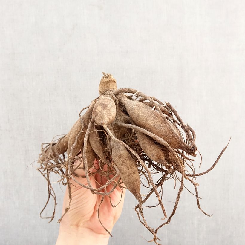 Dalia enana Melody Allegro Bulbo calibre I Ejemplar entregado en la primavera