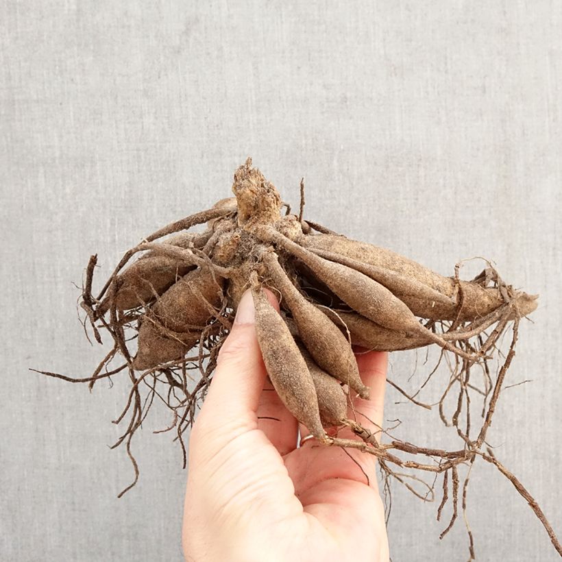 Dalia enana Melody Latin Bulbo calibre I Ejemplar entregado en la primavera