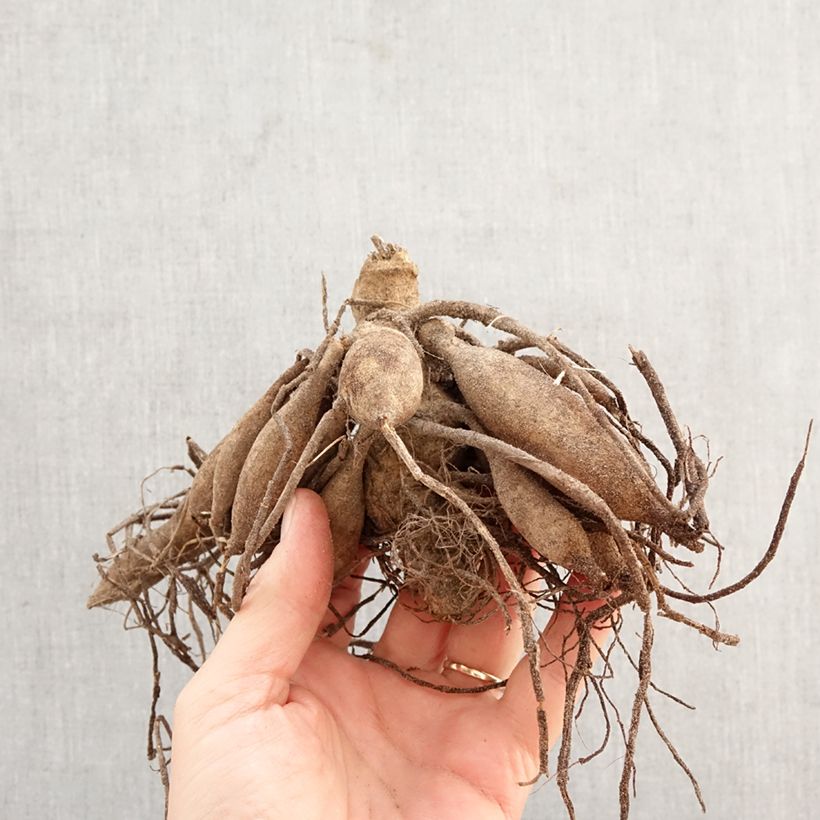 Dalia enana Ton sur Ton Bulbo calibre I Ejemplar entregado en la primavera