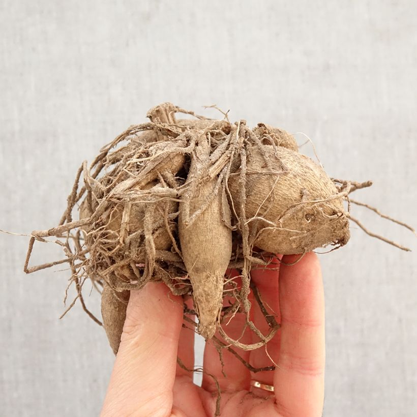 Dalia enana Vanessa Bulbo calibre I Ejemplar entregado en la primavera