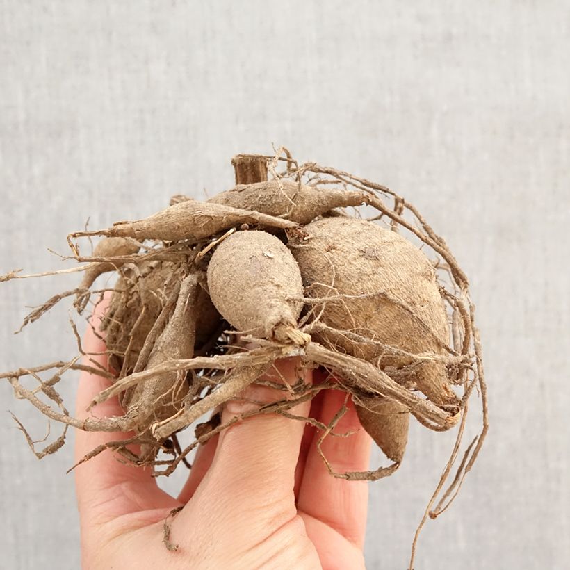 Dalia decorativa Napoli Bulbo Ejemplar entregado en la primavera