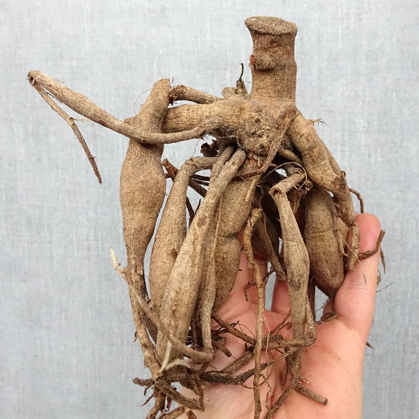 Dalia Cupido Bulbo calibre I Ejemplar entregado en la primavera