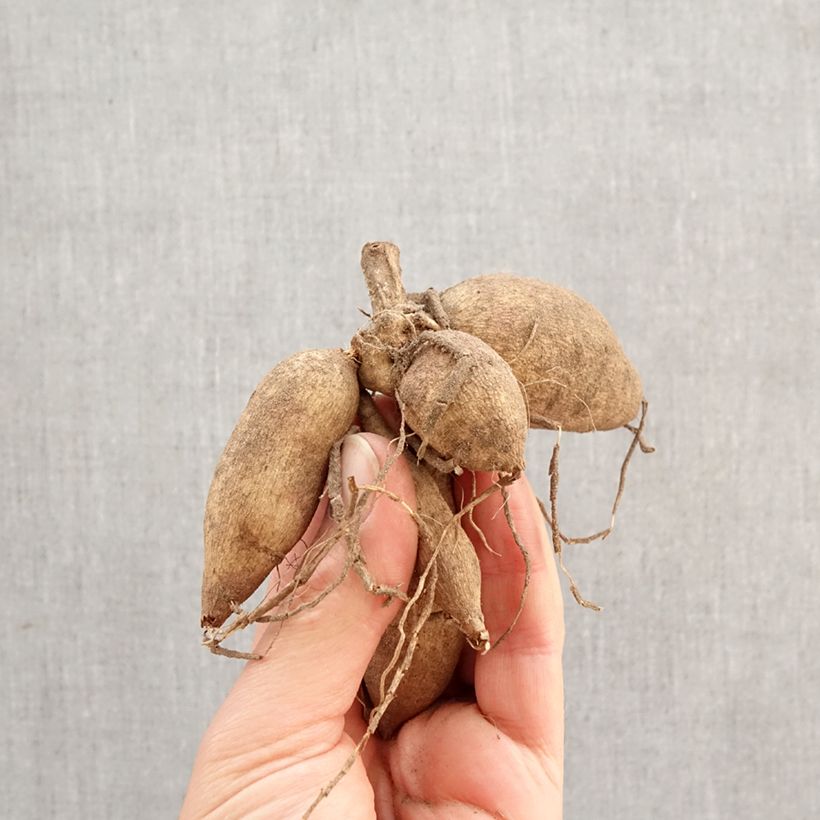 Dalia Priceless Pink Bulbo calibre I Ejemplar entregado en la primavera