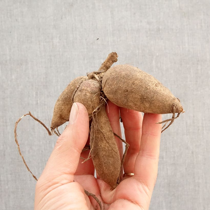 Dalia Red & White Emperor Bulbo calibre I Ejemplar entregado en la primavera