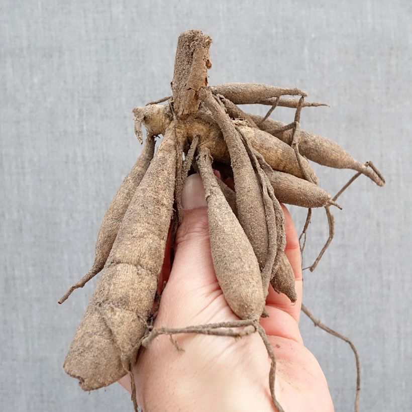 Dalia Twinings After Eight Bulbo Ejemplar entregado en la primavera