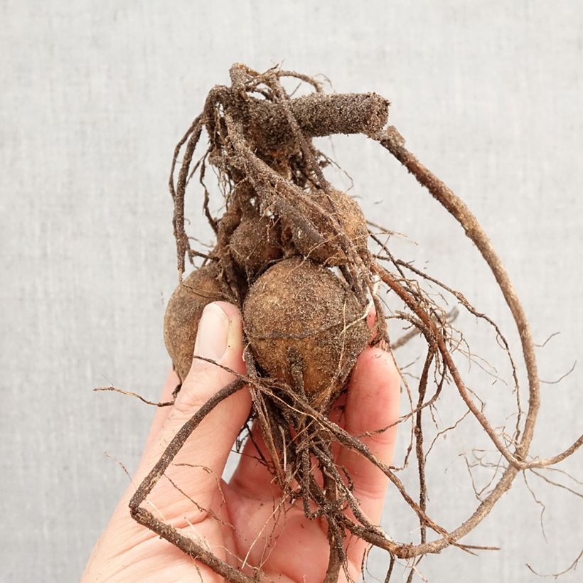 Dalia Twyning's Smartie Bulbo calibre I Ejemplar entregado en la primavera