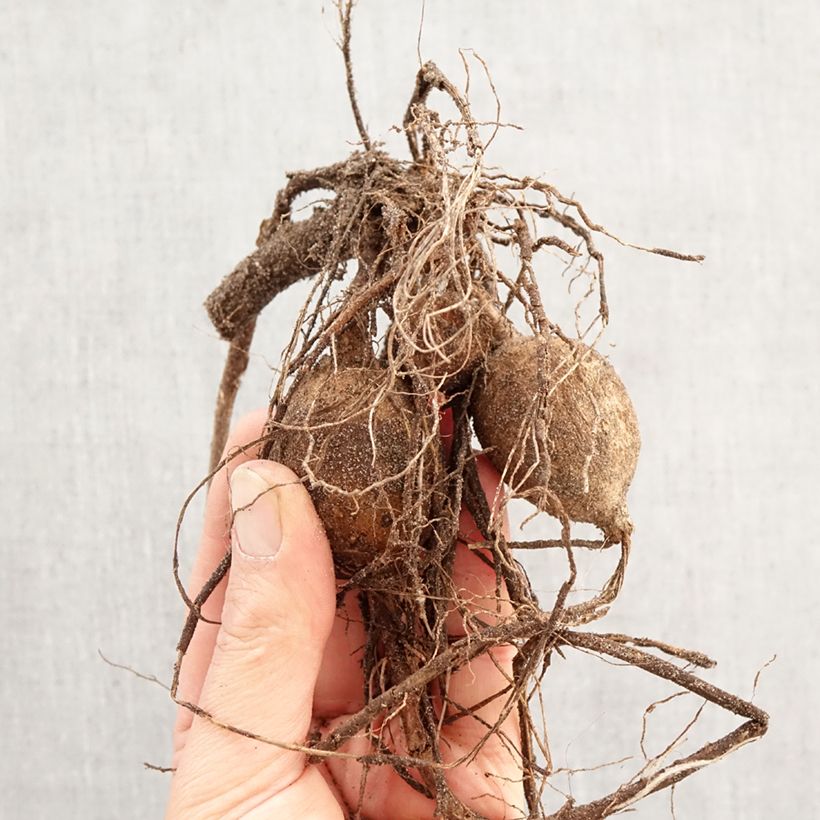 Dalia Pink Girafe Bulbo Ejemplar entregado en la primavera