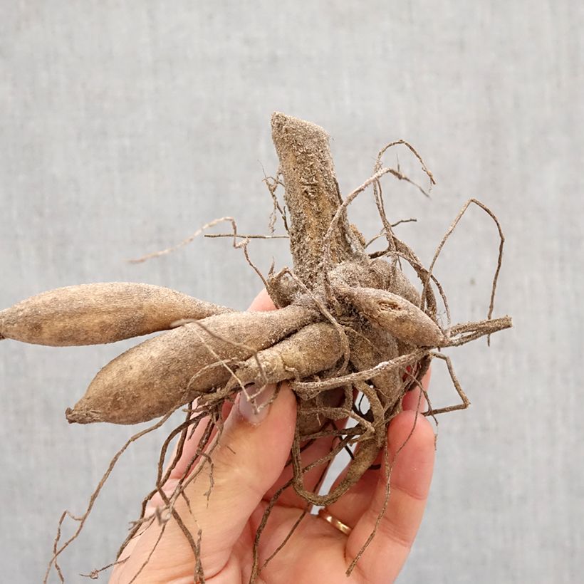 Dalia pompón Franz Kafka Bulbo calibre I Ejemplar entregado en la primavera