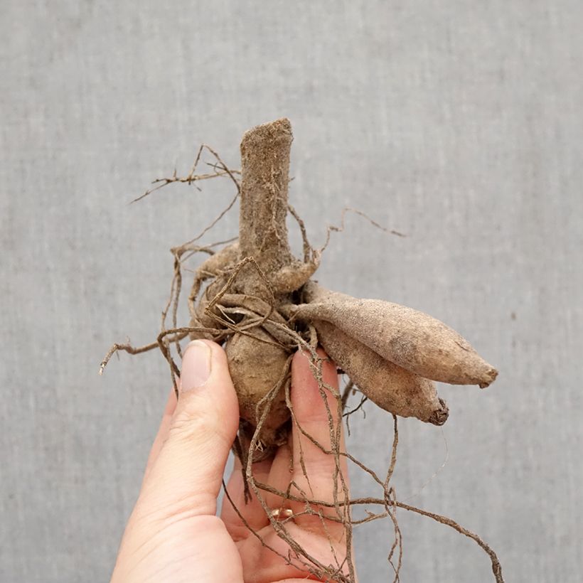 Dalia pompón Icoon Bulbo calibre I Ejemplar entregado en la primavera