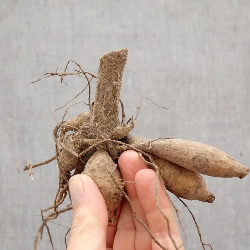 Dalia pompón Little Beeswing Bulbo Ejemplar entregado en la primavera