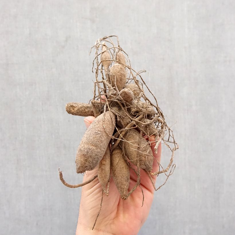 Dalia pompón Little William Bulbo calibre I Ejemplar entregado en la primavera