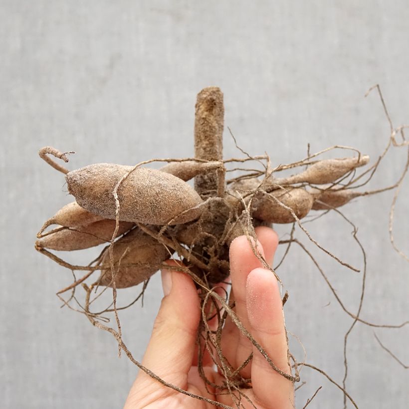 Dalia pompón Nescio Bulbo calibre I Ejemplar entregado en la primavera