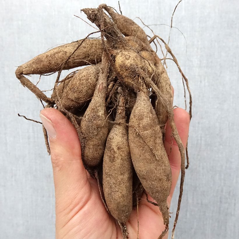 Dalia pompón Salsa Bulbo calibre I Ejemplar entregado en la primavera