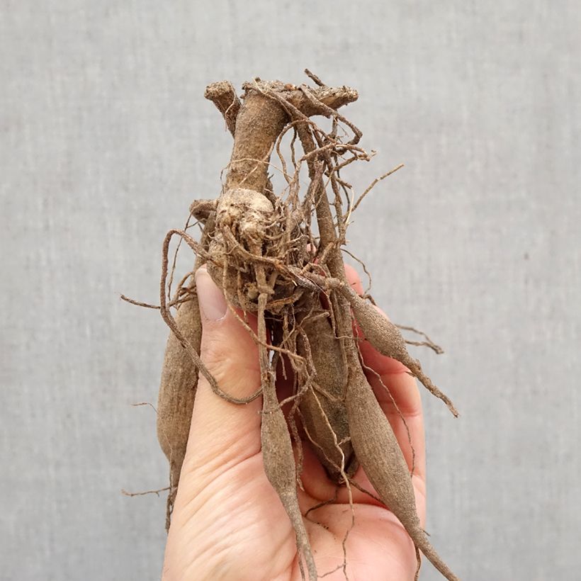 Dalia cactus Black Jack Bulbo calibre I Ejemplar entregado en la primavera