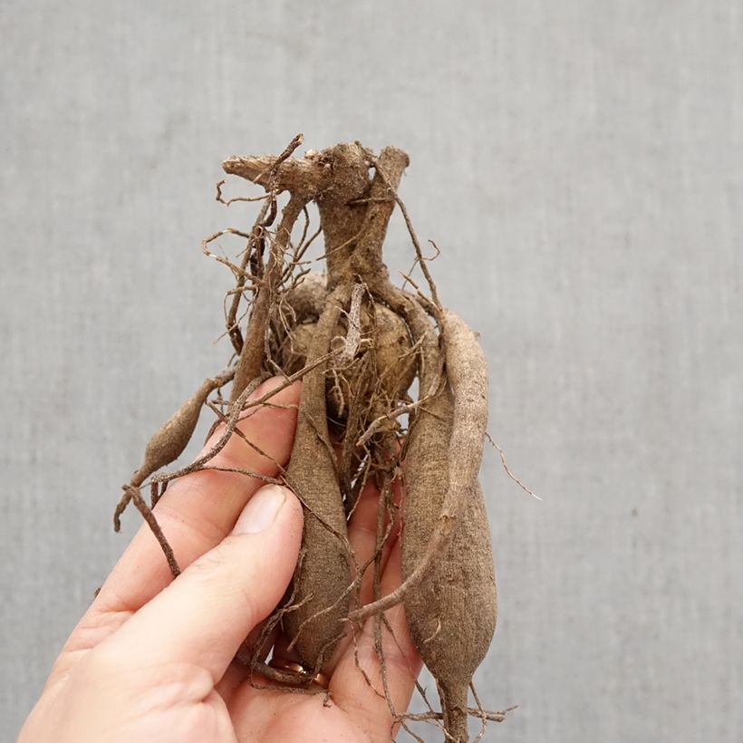 Dalia cactus Blackberry Ripple Bulbo calibre I Ejemplar entregado en la primavera