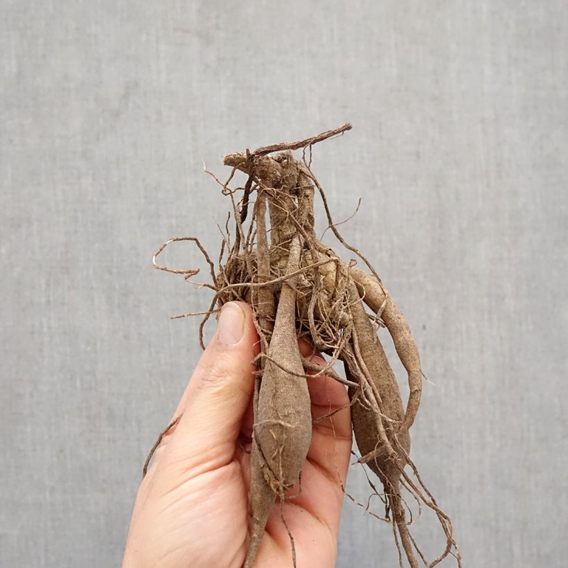 Dalia cactus Match Bulbo Ejemplar entregado en la primavera