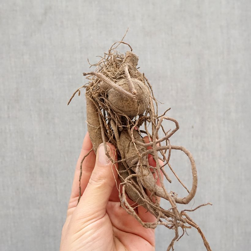 Dalia cactus Okapi Sunset Bulbo calibre I Ejemplar entregado en la primavera