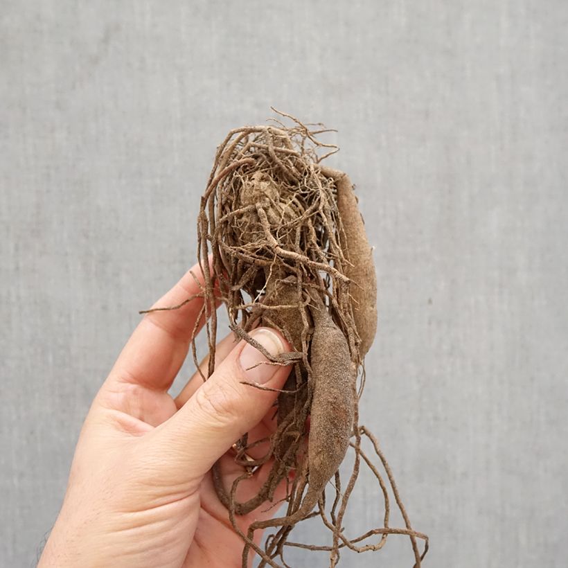 Dalia cactus Purple Gem Bulbo calibre I Ejemplar entregado en la primavera