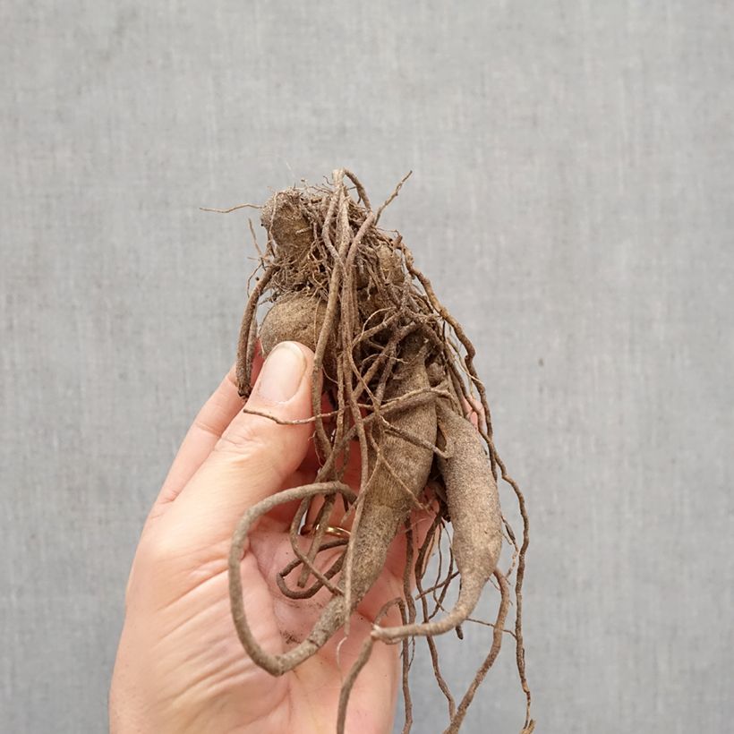 Dalia cactus Roi René Bulbo Ejemplar entregado en la primavera