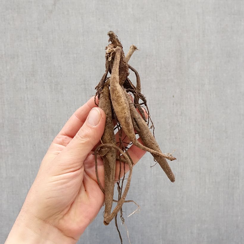 Dalia cactus Saint Saens Bulbo calibre I Ejemplar entregado en la primavera