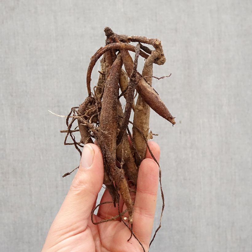 Dalia cactus Summer Breeze Bulbo calibre I Ejemplar entregado en la primavera