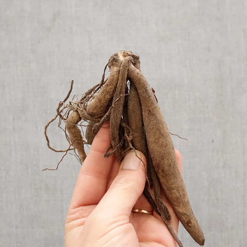 Dalia cactus Veritable Bulbo calibre I Ejemplar entregado en la primavera