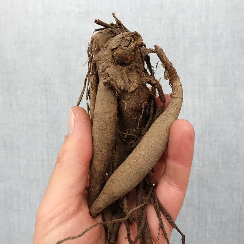 Dalia cactus Vulcan Bulbo calibre I Ejemplar entregado en la primavera