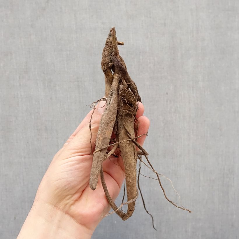 Dalia cactus Witteman's Best Bulbo calibre I Ejemplar entregado en la primavera