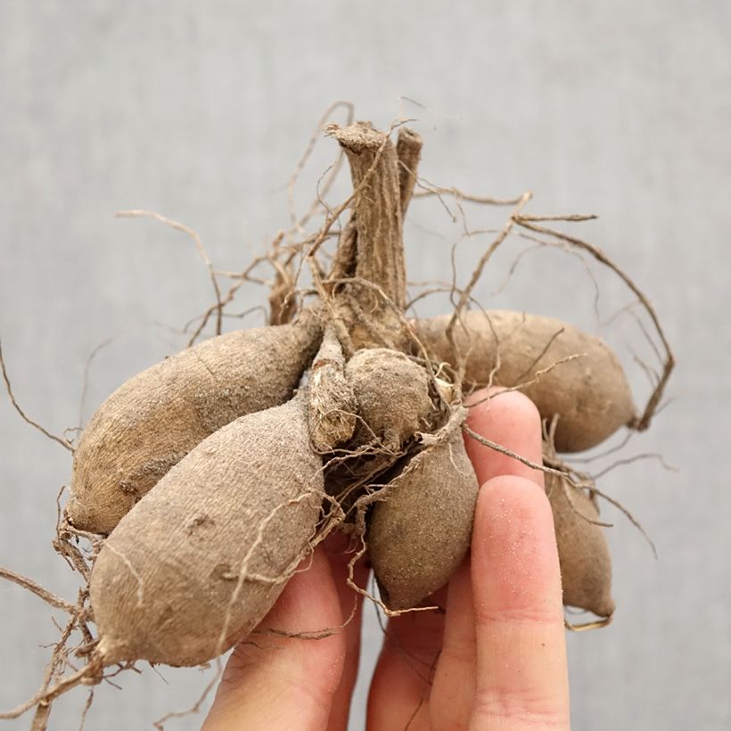 Dalia Still Going Strong Bulbo calibre I Ejemplar entregado en la primavera