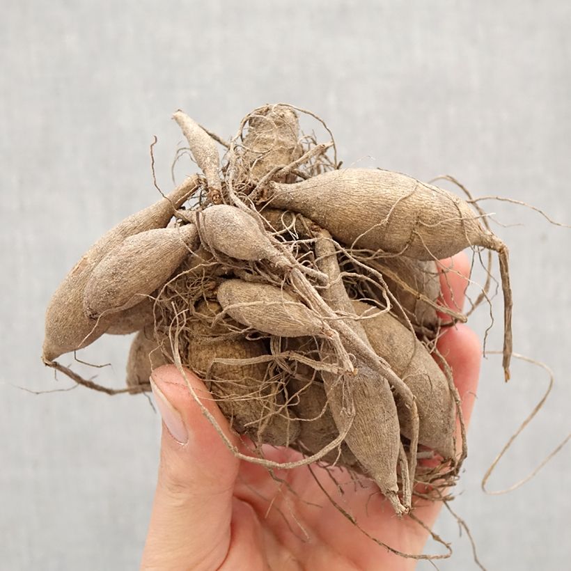 Dalia decorativa Sweet Love Bulbo calibre I Ejemplar entregado en la primavera